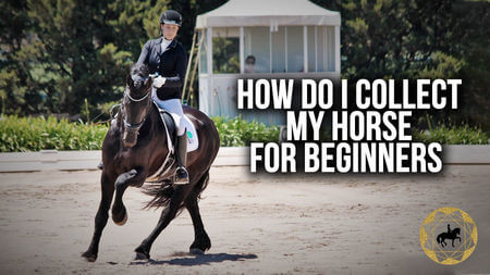 How do I collect my horse for beginners? Part 1 | Dressage Mastery TV Ep 280