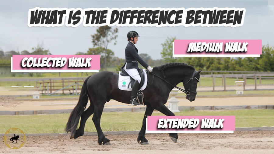 What is the difference between medium, collected and extended walk? | Dressage Mastery TV Ep 309