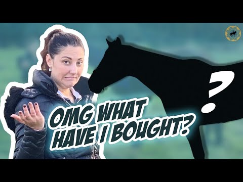 NEW HORSE… this could go wrong? – OTTB Series Ep 1