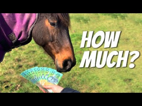 Buying an OTTB Horse: Affordable or Expensive?? – Racehorse Rescue – OTTB Series Ep4
