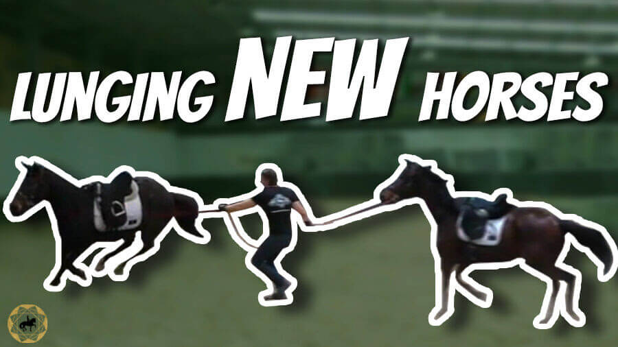 Lunging a Ex-Race Horse – The 1st Steps – OTTB Series Ep5
