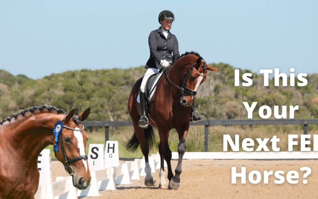 Could This Be Your New Dressage Horse?
