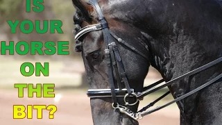 HOW TO GET YOUR HORSE ON THE BIT? (Without Pulling)