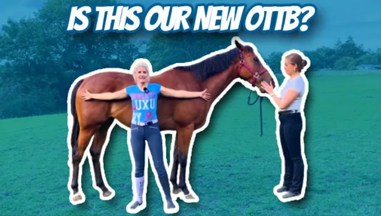 IS THIS OUR NEW OTTB? MEET MOWGLEY – (Thoroughbred Horses) OTTB Series