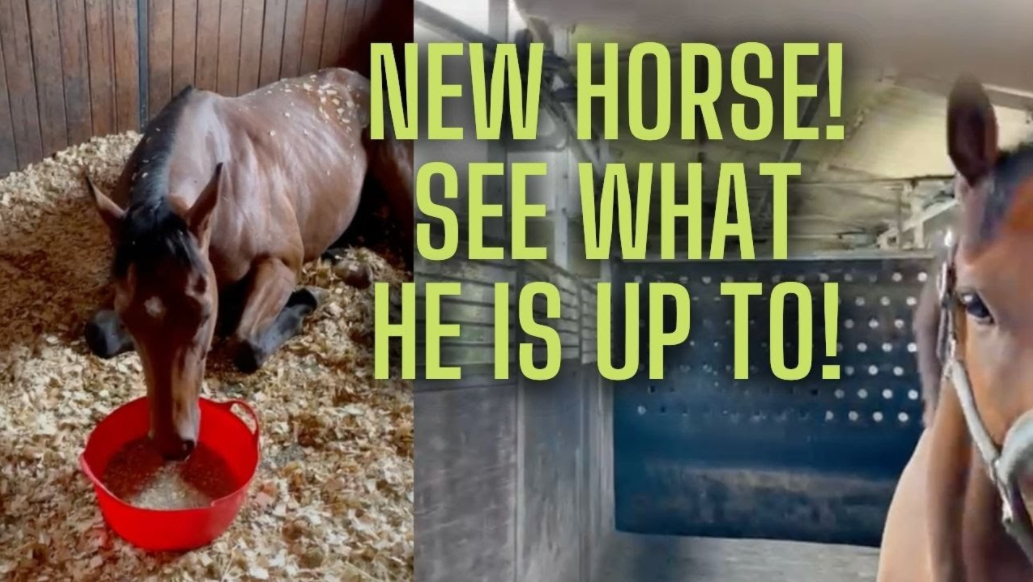 HOW TO LOOK AFTER YOUR NEW OTT – (Thoroughbred Horses) OTTB Series