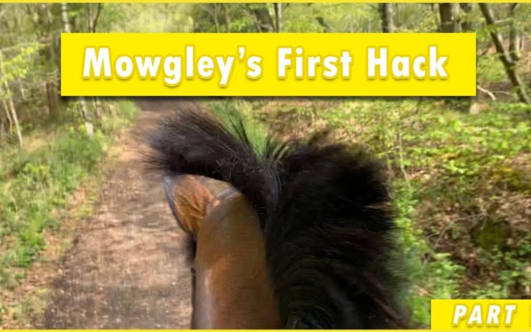 PREPARING YOUR OTTB FOR A SAFE HACK – PART 1