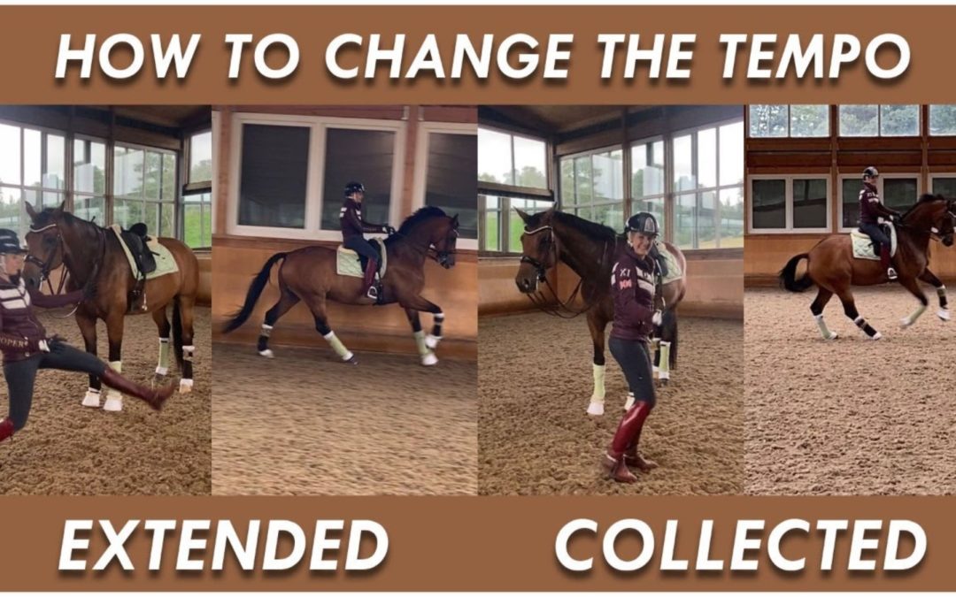 BASICS FOR CHANGING THE CANTER TEMPO | DMA TV EP 344