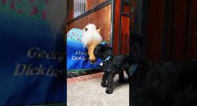 MINI PONY AND MINI SCHNAUZER | Best Friends!β€οΈπππ
