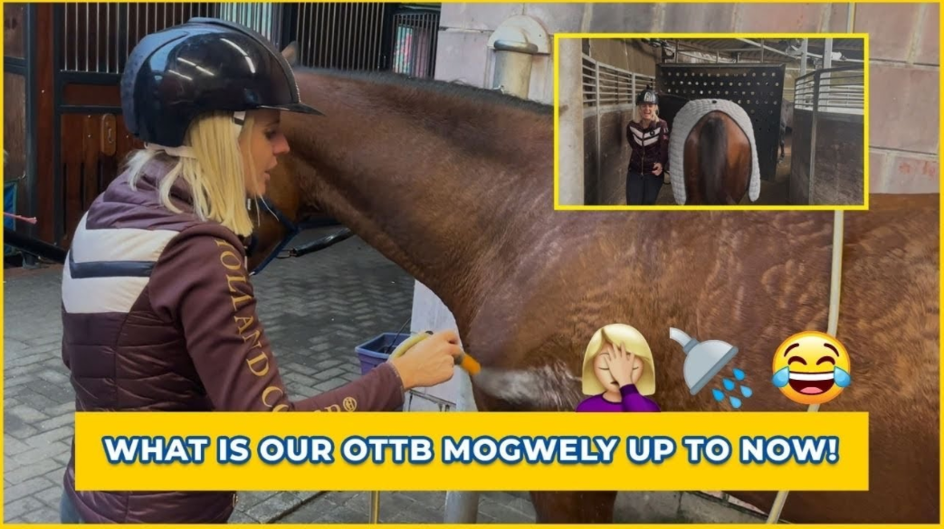 HOW TO KEEP YOUR OTTB HAPPY AND WILLING | OTTB SERIES (Thoroughbred Horses)