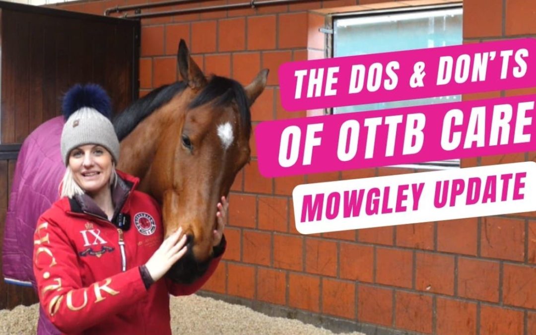 OTTB TRANSFORMATION| The Dos & Don’ts of OTTB Care | Part 1