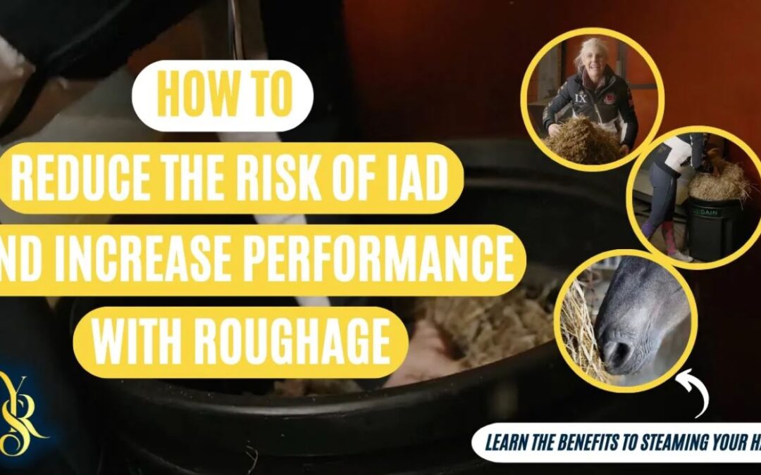 HOW TO CHOOSE AND PREPARE ROUGHAGE| Increase your performance and decrease risk of IAD