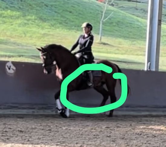 Tash image Jive trot at end 80 20 31 March