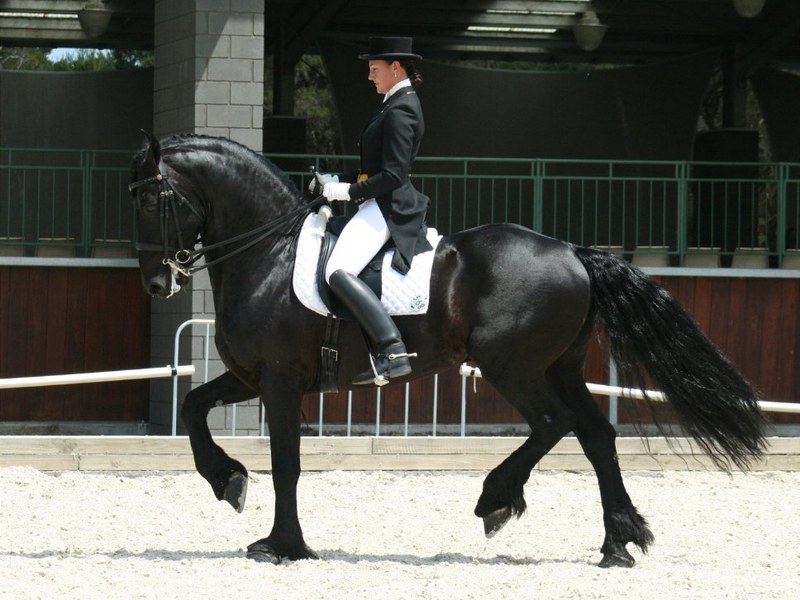 Dressage